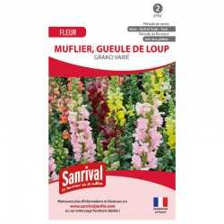 Muflier grand vari&eacute; Gueule de Loup