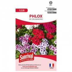Phlox De Drummond