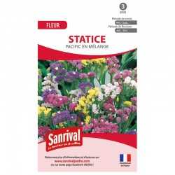 Graines de statice pacific en m&eacute;lange