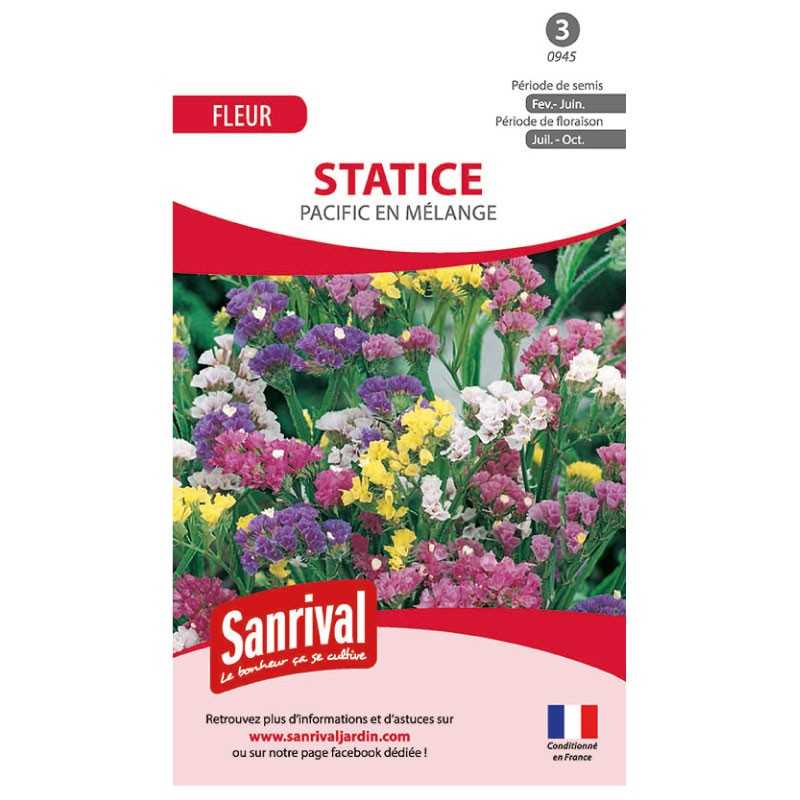 Graines de statice pacific en mélange Graines de statice pacific en mélange