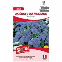 Graines d'Agérate du Mexique Blue Mink