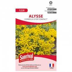 Sachet de graines d'alysse jaune