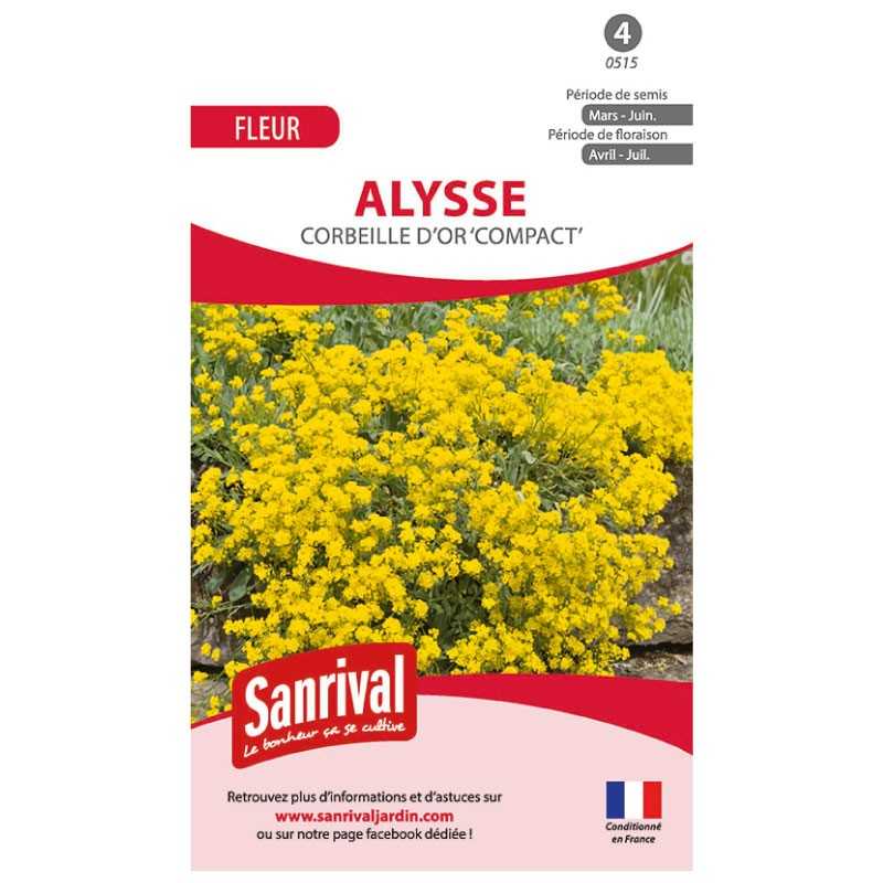 Sachet de graines d'alysse jaune Sachet de graines d'alysse jaune