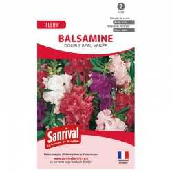 Balsamine double Beau vari&eacute;e