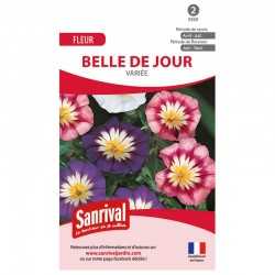 Graines de belle de jour variée