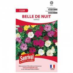 Belle de nuit vari&eacute;e.