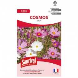 graines de cosmos nains