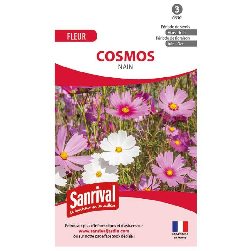 graines de cosmos nains graines de cosmos nains