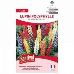 Lupin Polyphylle Hybride De...