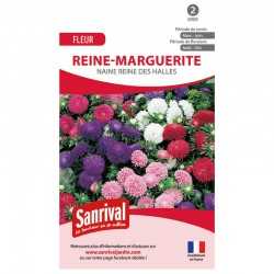 Reine-Marguerite naine...