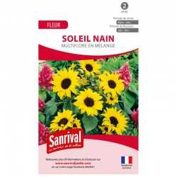 Graines de soleil nain multiflore en m&eacute;lange