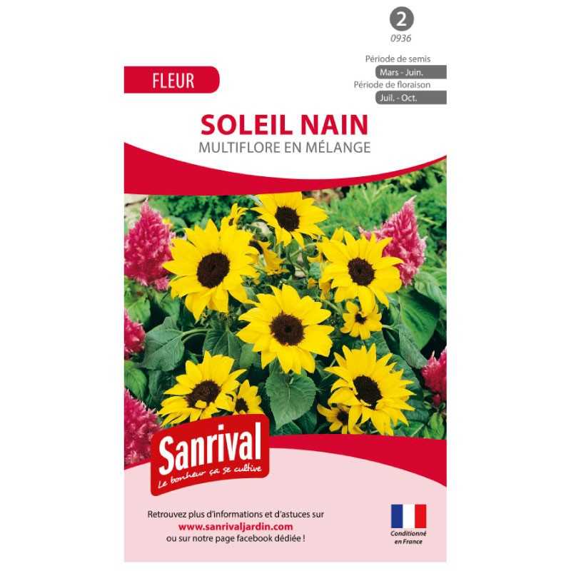 Graines de soleil nain multiflore en mélange Graines de soleil nain multiflore en mélange