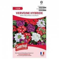 Verveine hybride Beau...