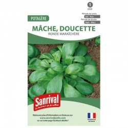 Graines de Mâche Ronde maraichère (doucette)