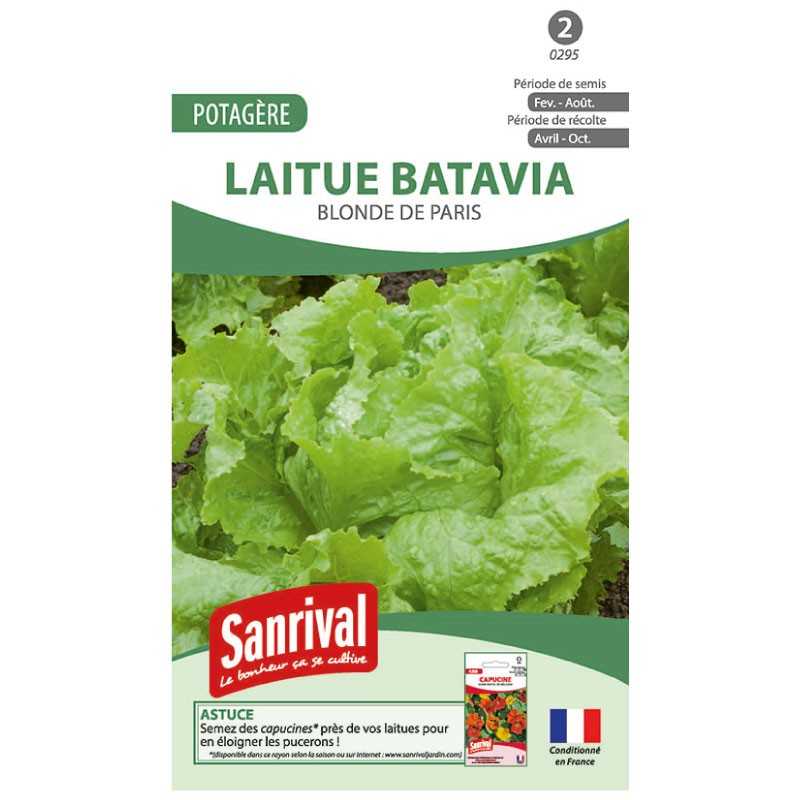 graines de Laitue Batavia Blonde de paris graines de Laitue Batavia Blonde de paris