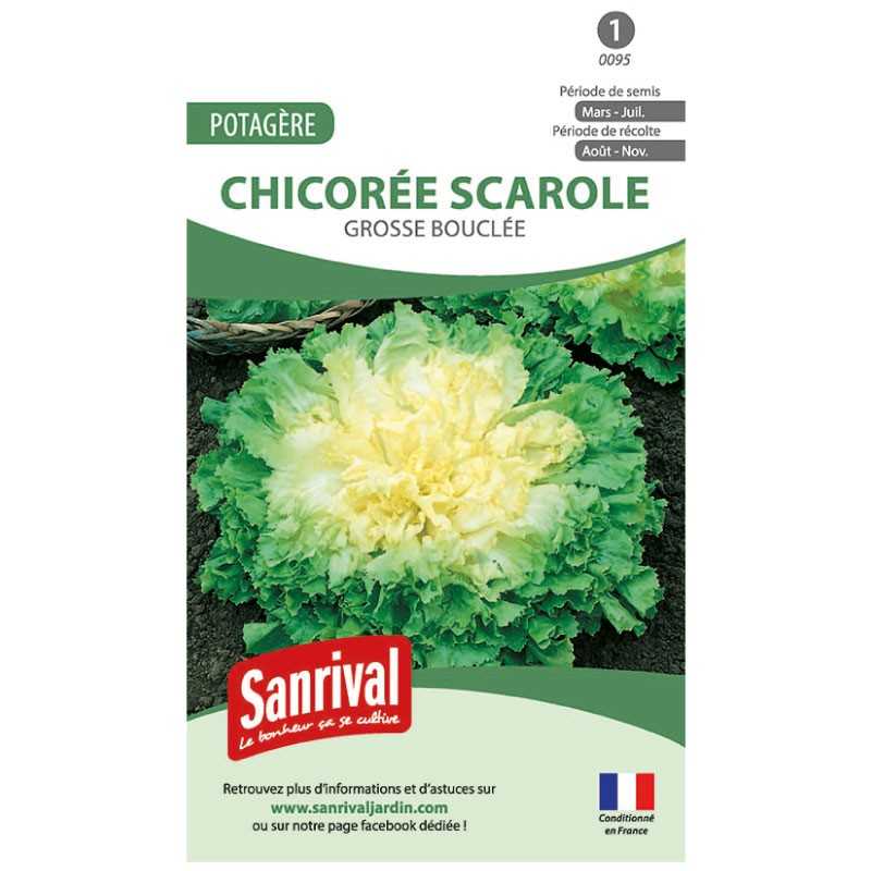 graines de Chicorée scarole Grosse bouclée