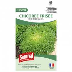 graines de Chicor&eacute;e fris&eacute;e Fine de Louviers