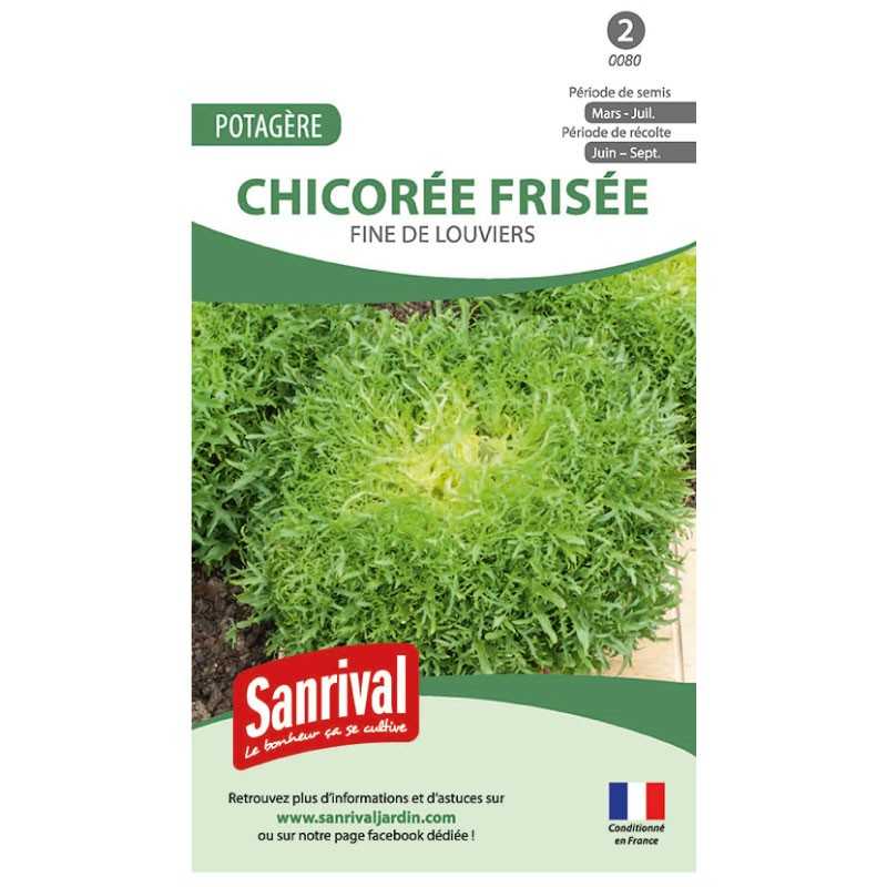 graines de Chicorée frisée Fine de Louviers graines de Chicorée frisée Fine de Louviers