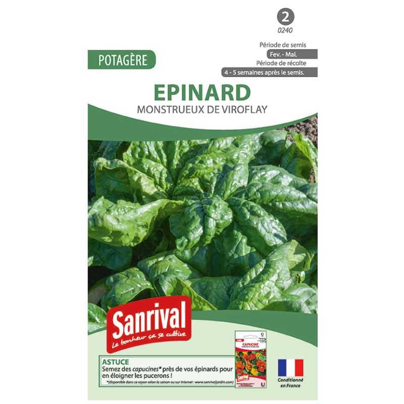 graines d'Epinard Monstrueux de Viroflay graines d'Epinard Monstrueux de Viroflay