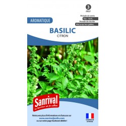 Graines de basilic citron