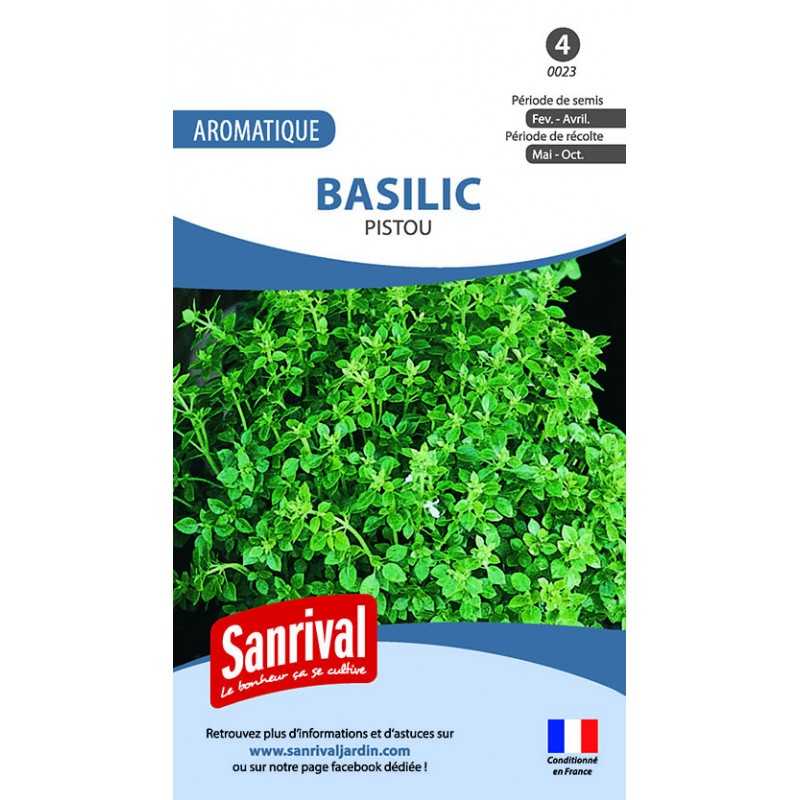 Graines de basilic pistou Graines de basilic pistou