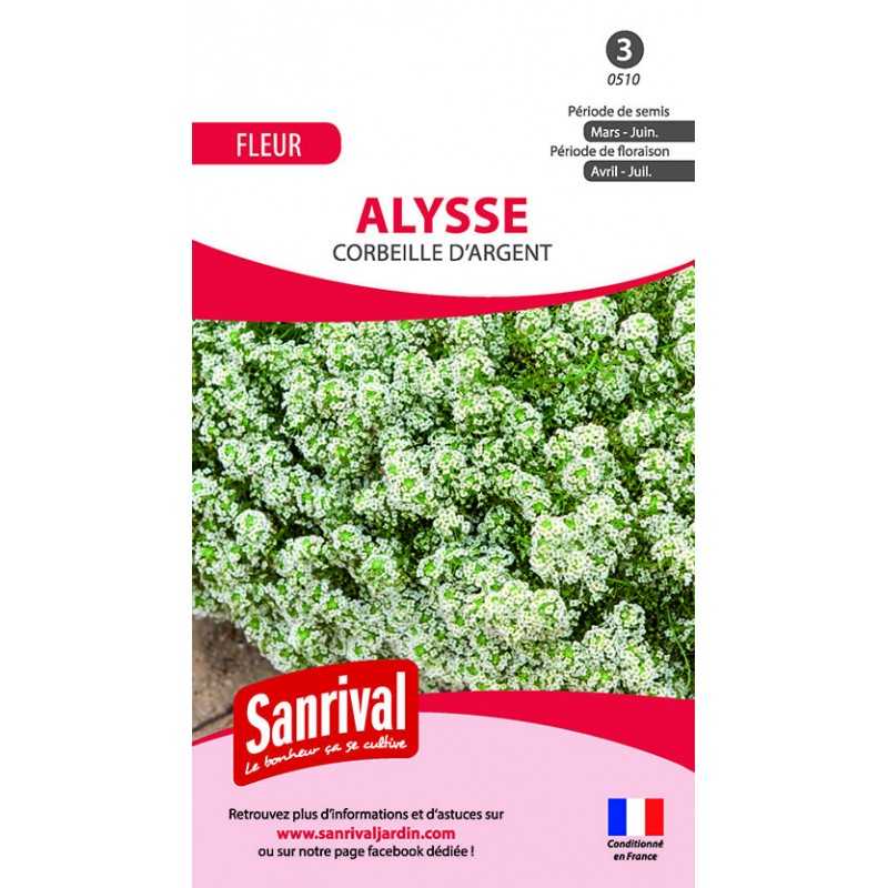 graines d'alysse corbeille d'argent graines d'alysse corbeille d'argent