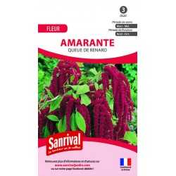 Graines d'amarante queue de renard