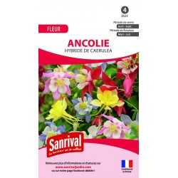 Ancolie hybride de Caerulea