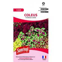 Coleus hybride vari&eacute;