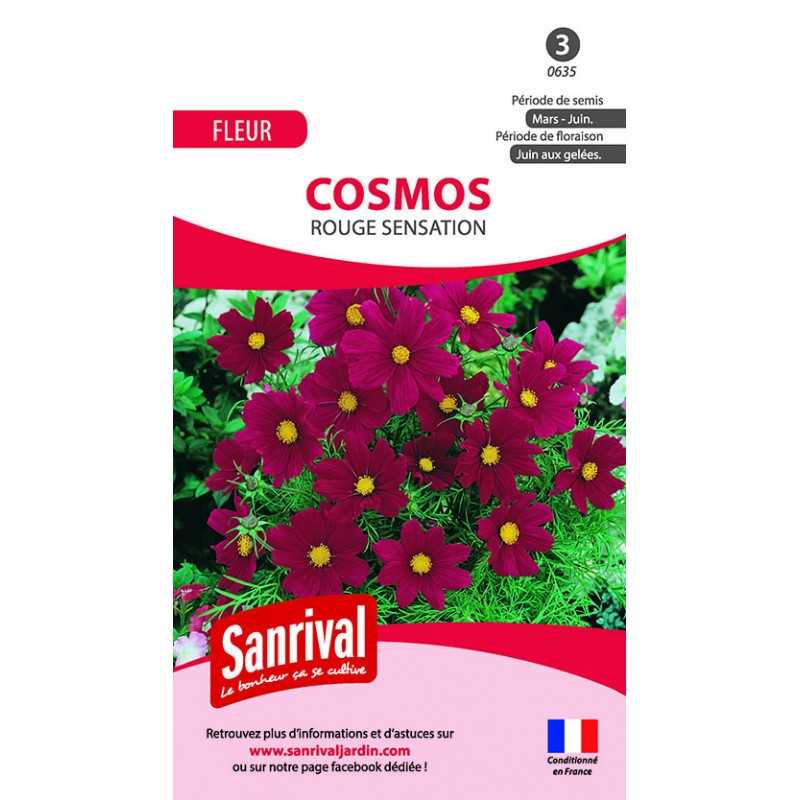 graines de cosmos rouge sensation graines de cosmos rouge sensation