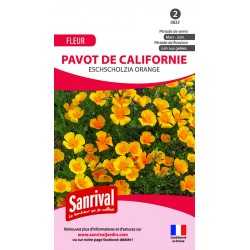 Pavot de californie...