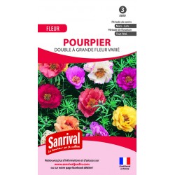 Pourpier double &agrave; grande fleur vari&eacute;