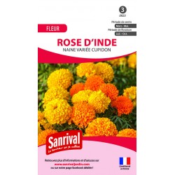 Rose d'Inde naine Cupidon vari&eacute;e