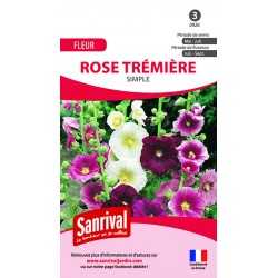 Rose trémière simple