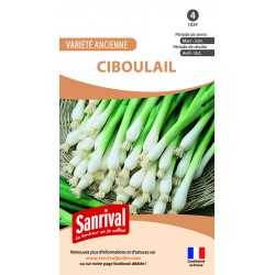 Graines de Ciboulail