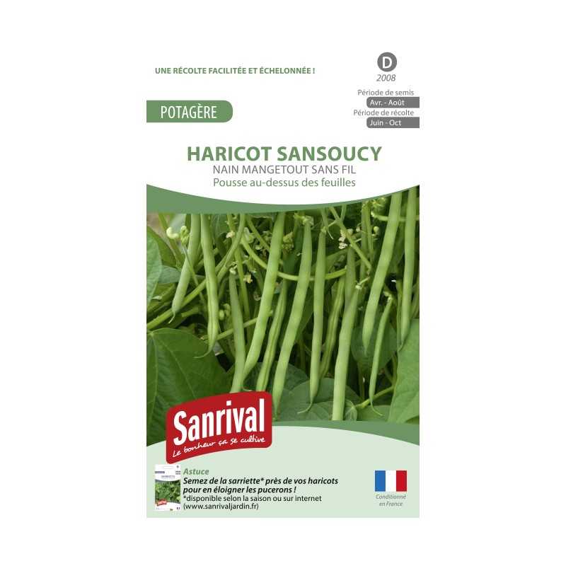 Graines de Haricot Sansoucy Nain mangetout sans fil Graines de Haricot Sansoucy Nain mangetout sans fil