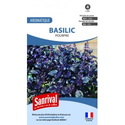 Graines de basilic pourpre