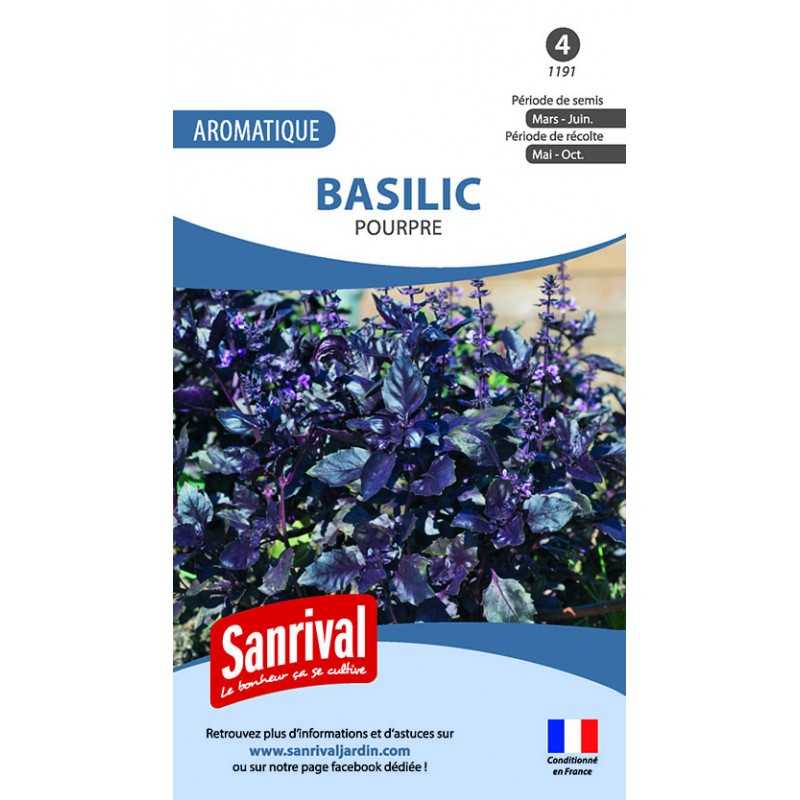 Graines de basilic pourpre