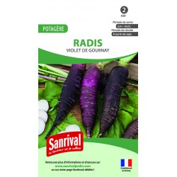 RADIS RAVE VIOLET DE GOURNAY