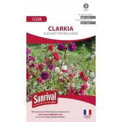 graines de clarkia élégant double varié