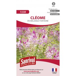 Graines de cléome