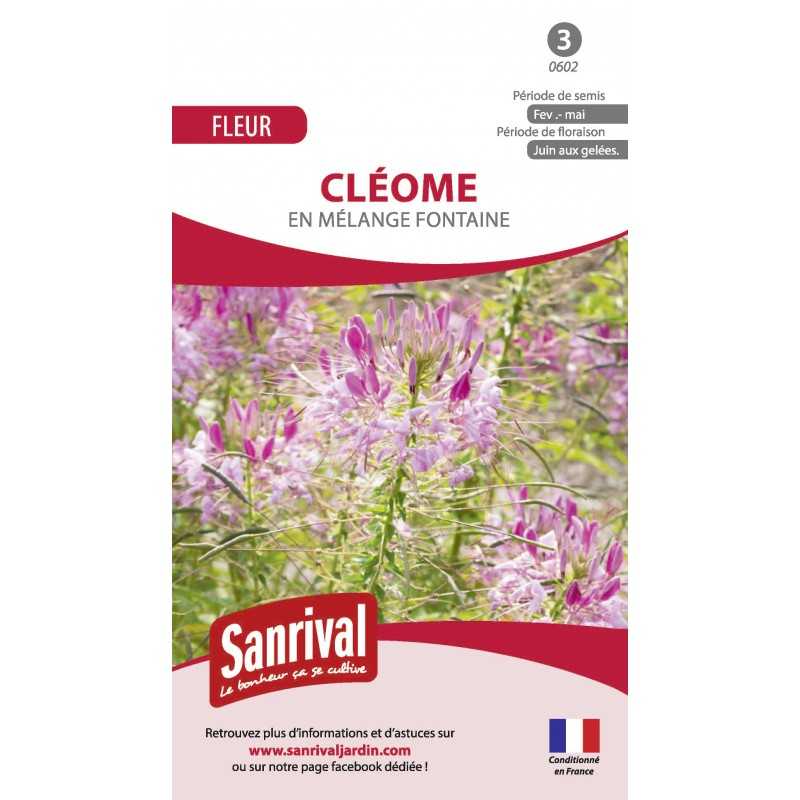 Graines de cléome Graines de cléome