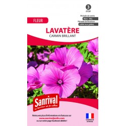 LAVATERE GRANDIFLORA BLANC
