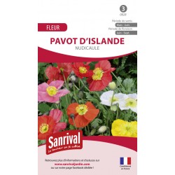 PAVOT D'ISLANDE
