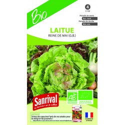 graines de LAITUE REINE DE MAI