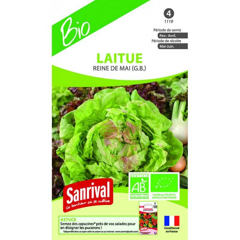 graines de LAITUE REINE DE MAI