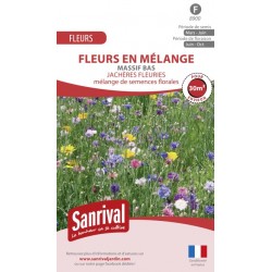M&eacute;lange de fleurs pour massif bas