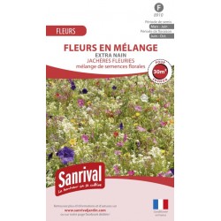 Graines de fleurs en m&eacute;lange pour massif extra nain