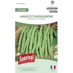 Graines de haricot Ph&eacute;nom&egrave;ne mangetout &agrave; rames