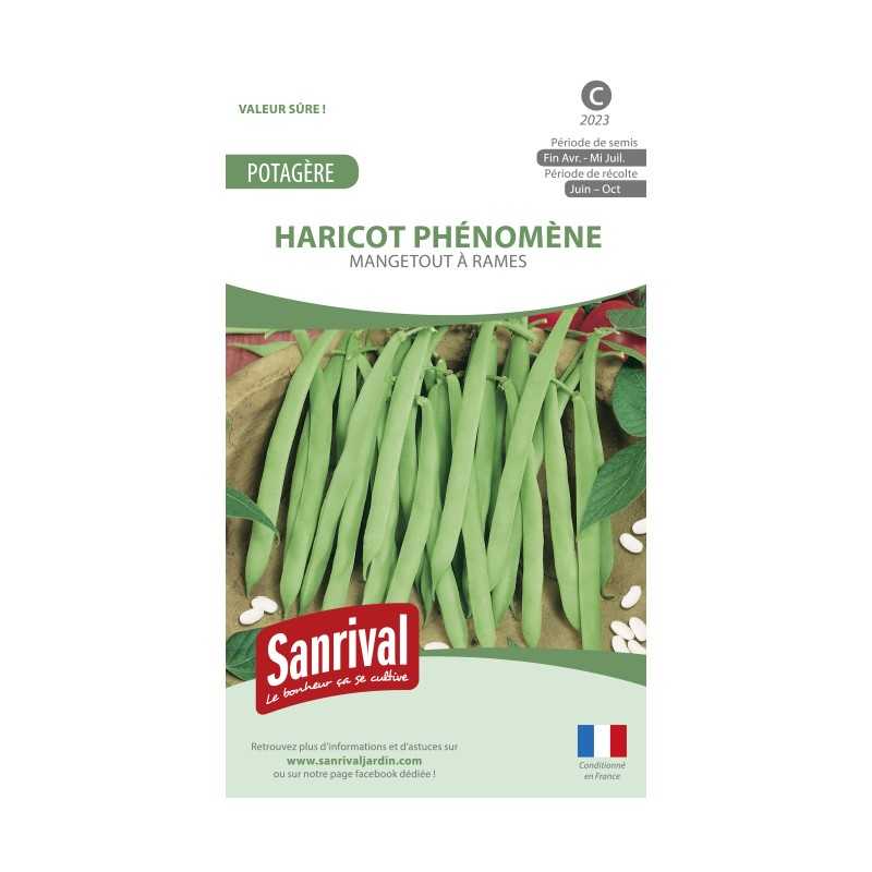 Graines de haricot Phénomène mangetout à rames Graines de haricot Phénomène mangetout à rames